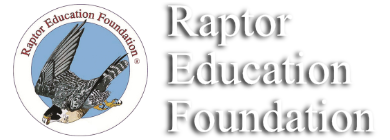 Raptor Education Foundation