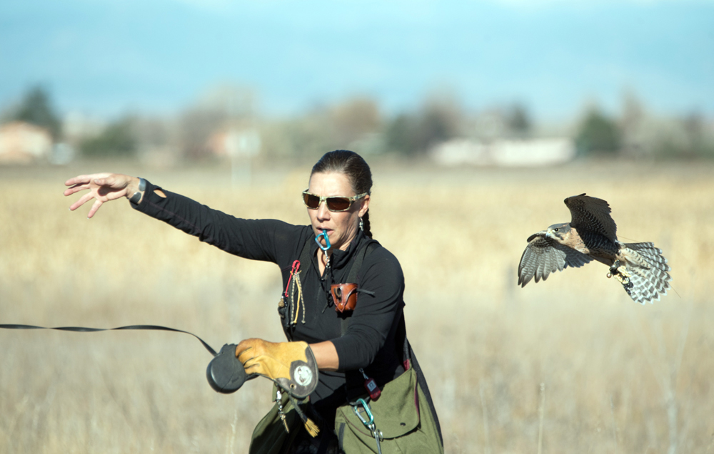 Hybrid Falcon - Picture of The International Centre for Birds of